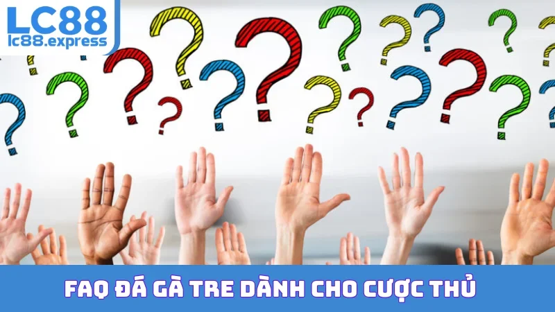 FAQ đá gà tre dành cho cược thủ
