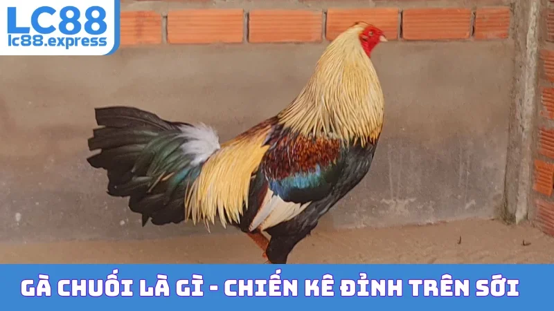 Gà Chuối Là Gì