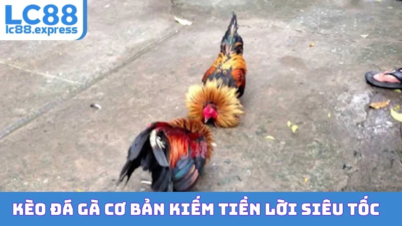 Kèo đá gà cơ bản kiếm tiền lời siêu tốc
